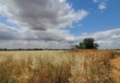 Земля на продажу у города Малагон. Фото