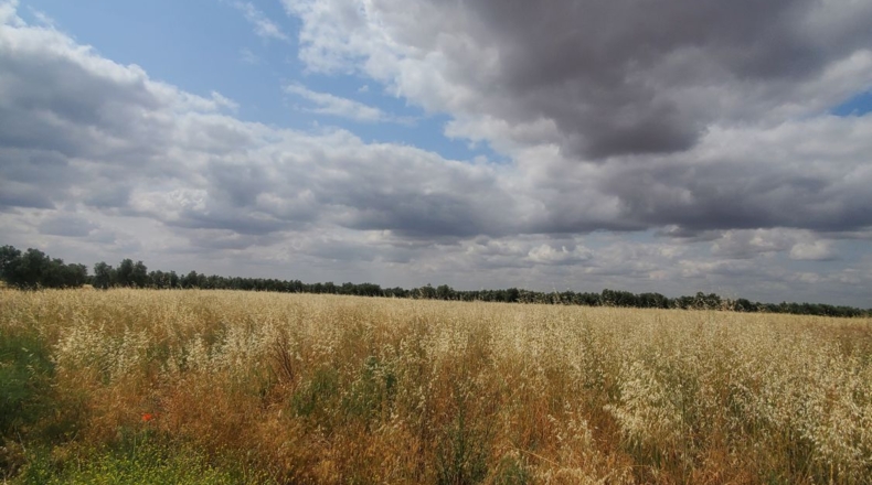 Ciudad Real - Малагон - 8502m2