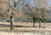 Terreny no urbanitzable en venda a Ciudad Real ref.: TR102794 foto