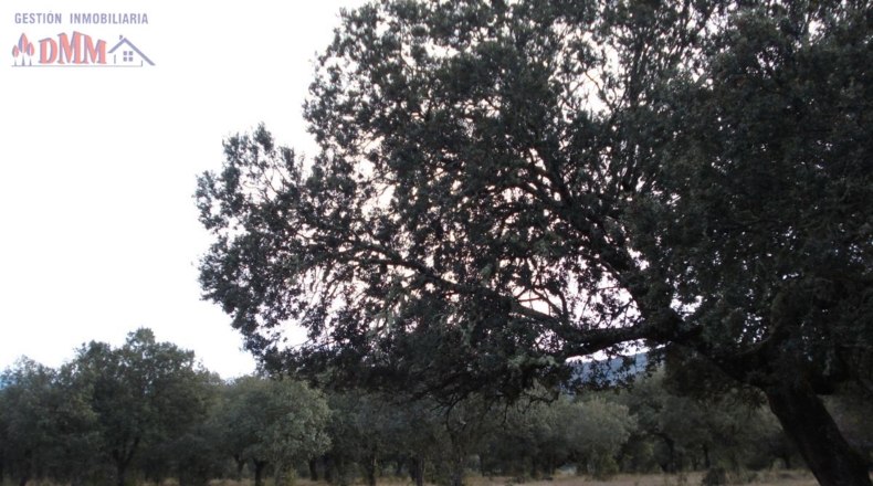 Ciudad Real - Cabezarrubias del Puerto - 6000000m2