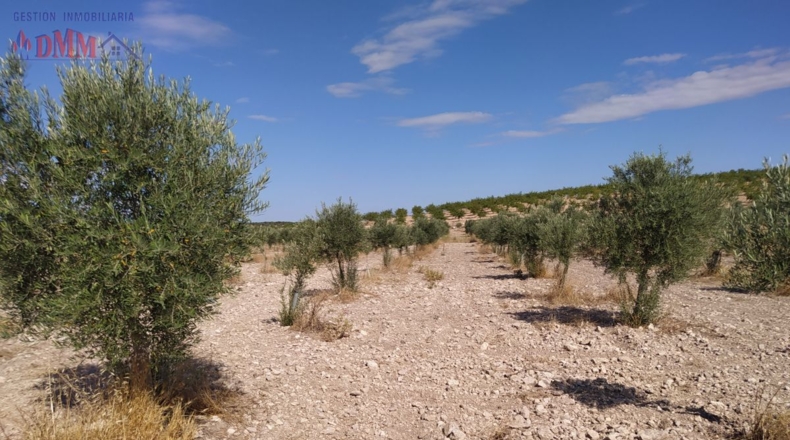 Ciudad Real - Ciudad Real - 80000m2