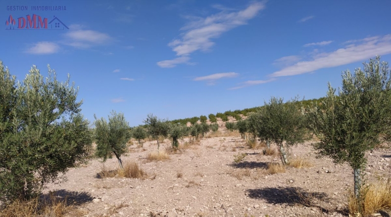 Ciudad Real - Ciudad Real - 80000m2