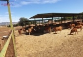 Rural estate for sale in Ciudad Real ref: TR82061 photo