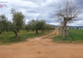 Rural estate for sale in Ciudad Real ref: TR82061 photo