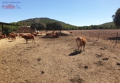 Rural estate for sale in Ciudad Real ref: TR82061 photo