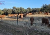 Rural estate for sale in Ciudad Real ref: TR82061 photo