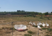 Земля на продажу у города Малагон. Фото
