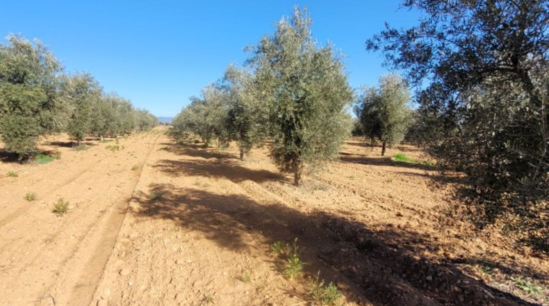 Ciudad Real - Poblete - 4000000m2