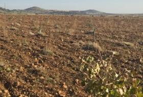 Malagón 259000&nbsp;m² 