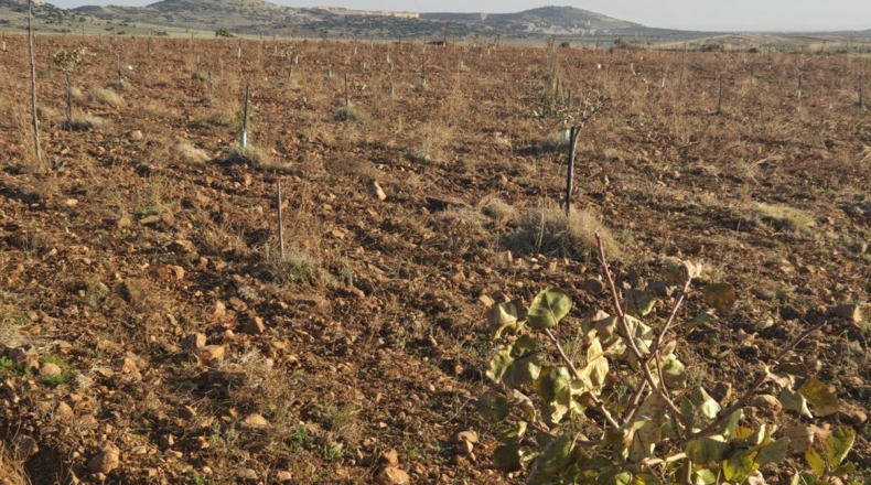 Ciudad Real - Malagón - 190000m2