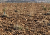 Non-developable land for sale in Malagón ref: TR181230 photo