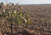 Non-developable land for sale in Malagón ref: TR181230 photo