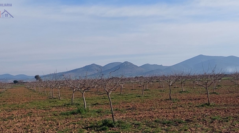 Ciudad Real - Ciudad Real - 215000m2