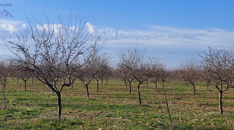 Ciudad Real - Ciudad Real - 215000m2