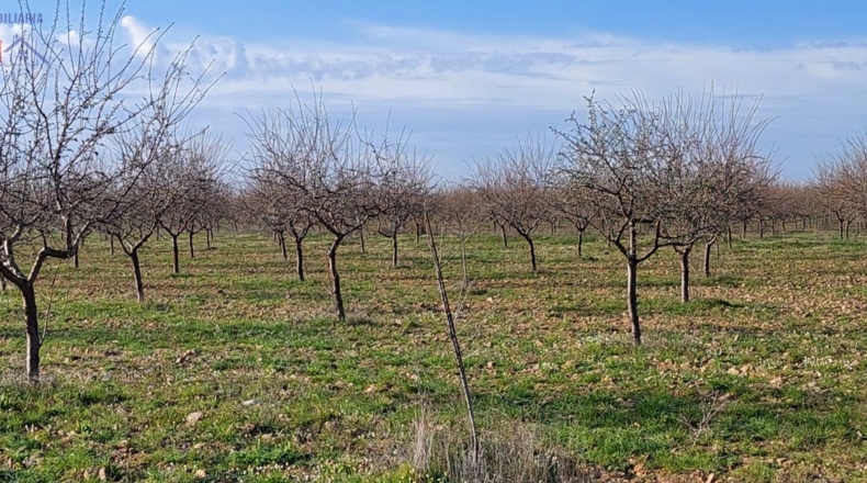 Ciudad Real - Ciudad Real - 215000m2
