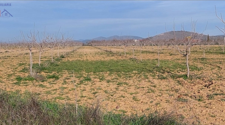 Ciudad Real - Ciudad Real - 215000m2