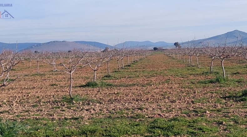 Ciudad Real - Ciudad Real - 215000m2