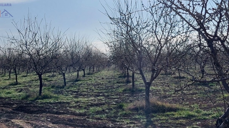 Ciudad Real - Ciudad Real - 215000m2