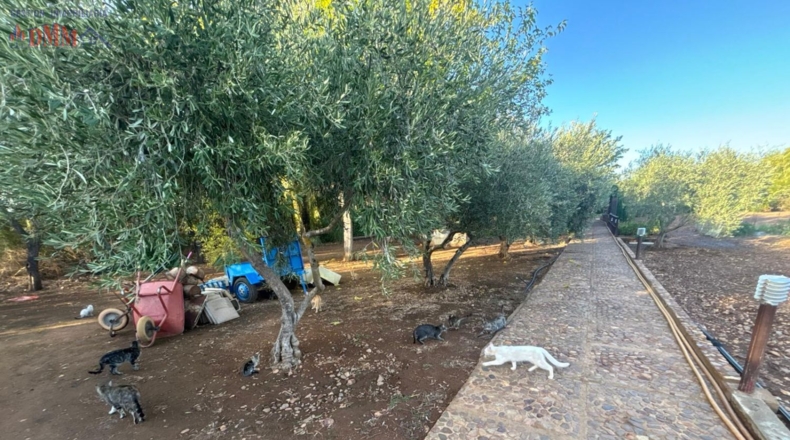 Ciudad Real - Malagón - 6961m2