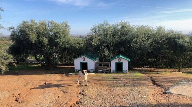 Sevilla - Lora del Río - 2600m2