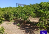 Rural estate for sale in Lora del Río ref: TR209594 photo
