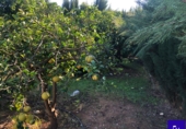 Non-developable land for sale in Alcolea del Río ref: TR181227 photo