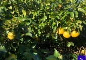 Non-developable land for sale in Alcolea del Río ref: TR181227 photo
