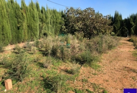 Alcolea del Río 2475&nbsp;m² 