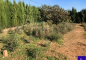 Non-developable land for sale in Alcolea del Río ref: TR181227 photo