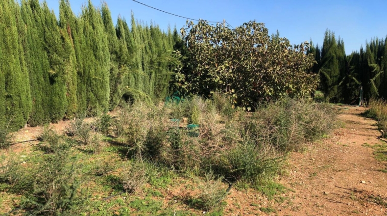 Seville - Alcolea del Río - 2475m2