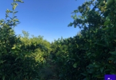 Non-developable land for sale in Alcolea del Río ref: TR181227 photo