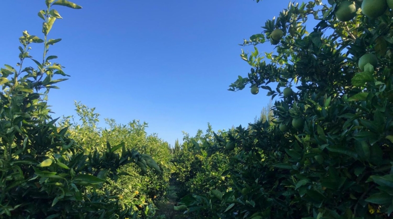 Seville - Alcolea del Río - 2475m2