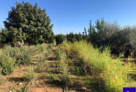 Alcolea del Río 2475&nbsp;m² 
