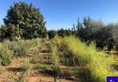Non-developable land for sale in Alcolea del Río ref: TR181227 photo