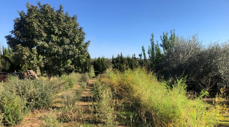 Seville - Alcolea del Río - 2475m2