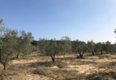 Rural estate for sale on España, Bollullos Par del Condado, ref: TR187665 photo