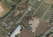 Rural estate for sale on España, Bollullos Par del Condado, ref: TR187665 photo