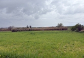 Non-developable land for sale in Bollullos Par del Condado ref: TR252415 photo