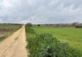 Non-developable land for sale in Bollullos Par del Condado ref: TR252415 photo