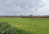 Non-developable land for sale in Bollullos Par del Condado ref: TR252415 photo