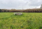 Non-developable land for sale in Bollullos Par del Condado ref: TR252415 photo