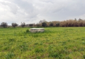 Non-developable land for sale in Bollullos Par del Condado ref: TR252415 photo
