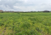 Non-developable land for sale in Bollullos Par del Condado ref: TR252415 photo