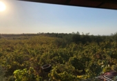 Rural estate for sale in Villalba del Alcor ref: TR51112 photo