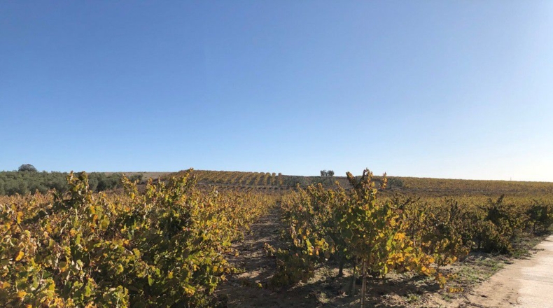 Huelva - Almonte - 5300m2