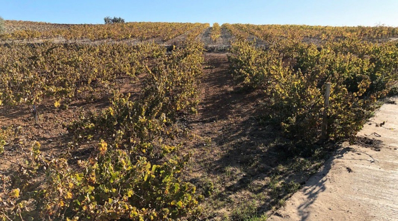 Huelva - Almonte - 5300m2