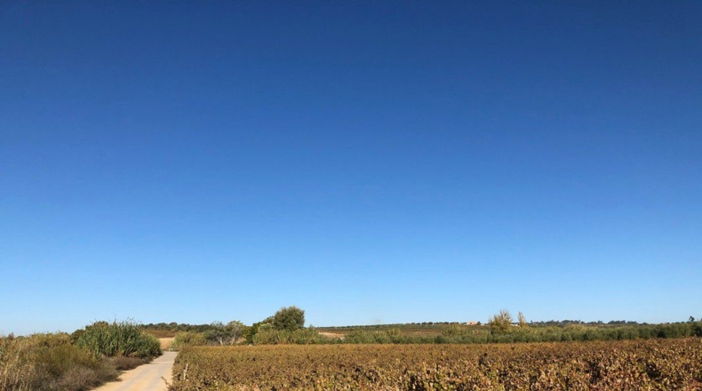 Huelva - Almonte - 5300m2