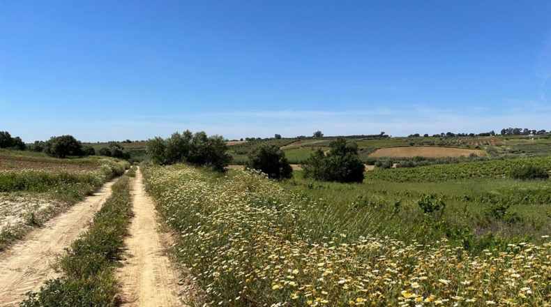 Huelva - Bollullos Par del Condado - 4943m2