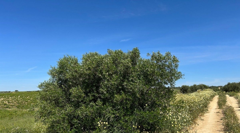 Huelva - Bollullos Par del Condado - 4943m2