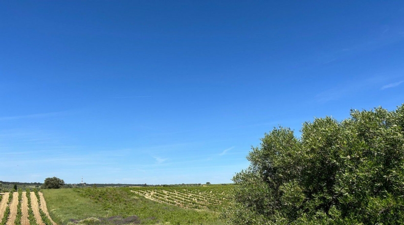 Huelva - Bollullos Par del Condado - 4943m2